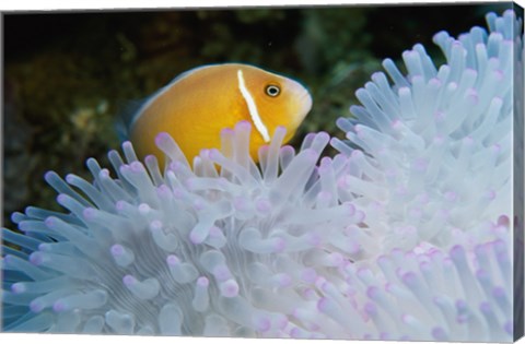 Framed Clown Fish, Nananu-I-Ra Island, Fiji Print