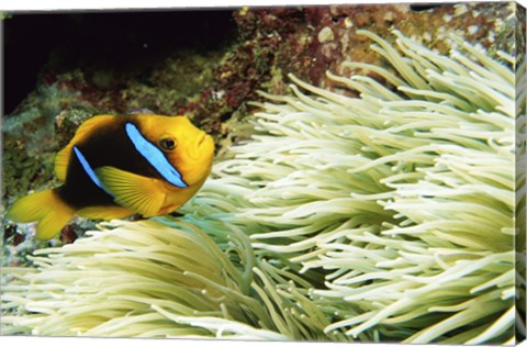 Framed Close-up of a Two-banded Clown fish swimming underwater, Nananu-I-Ra Island, Fiji Print