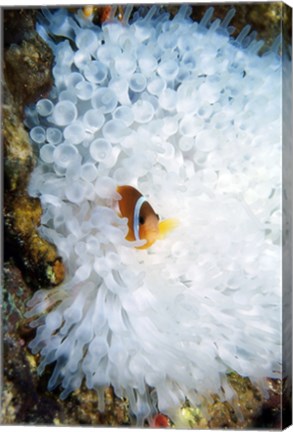 Framed High angle view of a clown fish hiding in a sea anemone, Nananu-i-Ra island, Fiji Print