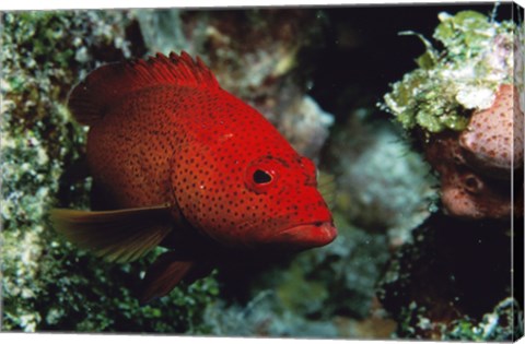 Framed Close-up of a coney fish swimming underwater, Cozumel, Mexico Print