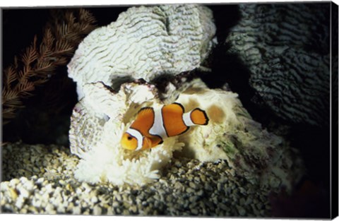 Framed Clown Fish and an Anemone Print