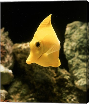 Framed Yellow Tang Print