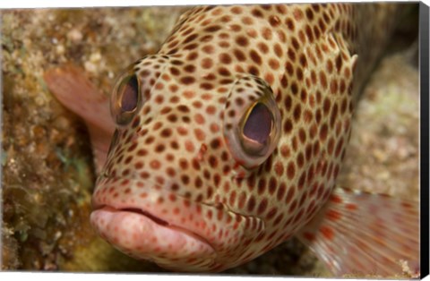 Framed Red Hind Fish Print