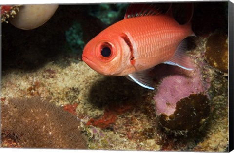 Framed Blackbar Soldierfish Print