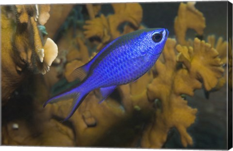 Framed Blue Chromis Fish Print