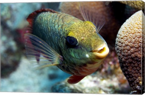 Framed Redband Parrotfish Print