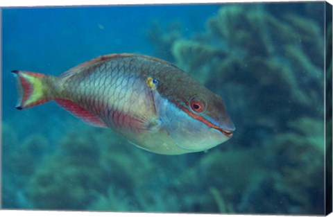 Framed Princess Parrotfish Print