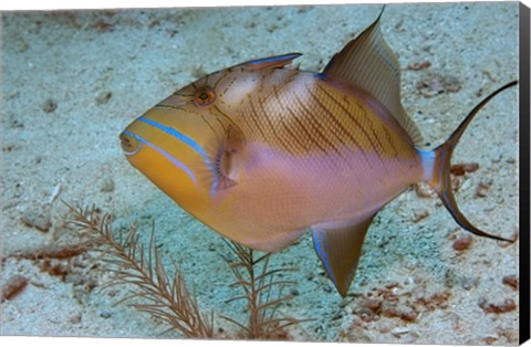 Framed Queen Triggerfish Print