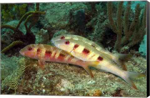 Framed Spotted Goatfish Print