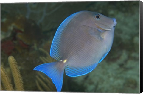 Framed Blue Tang Fish Print