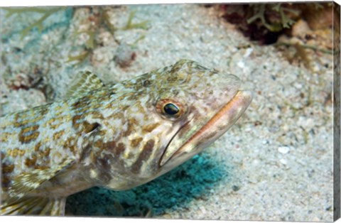 Framed Lizardfish Print