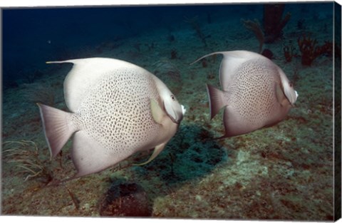 Framed Gray Angelfish Print