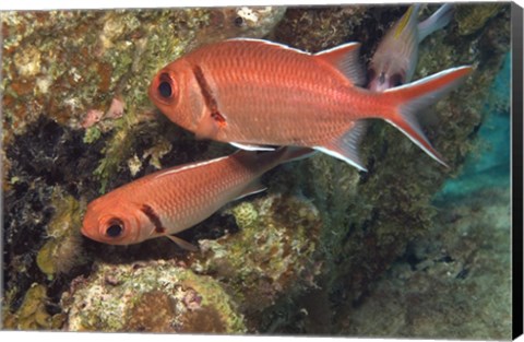 Framed Blackbar Soldierfish Print