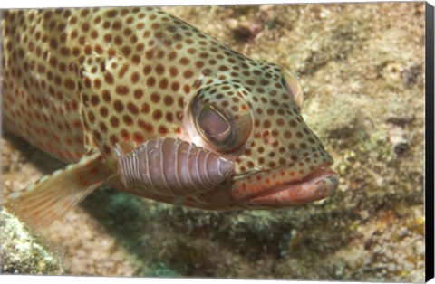 Framed Red Hind Fish with spots Print