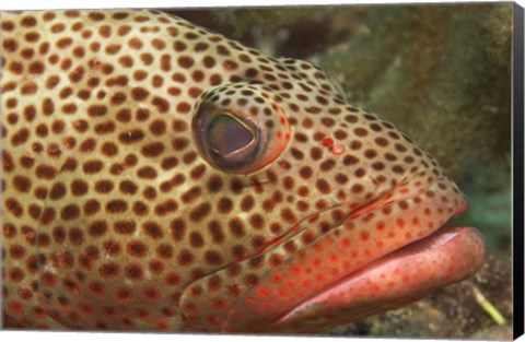 Framed Red Hind Fish up close Print