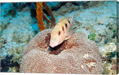 Framed Close-up of a goatfish swimming underwater Print