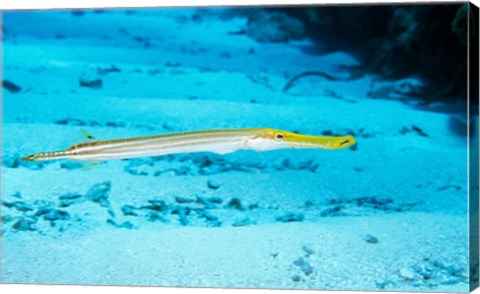 Framed Side profile of a Yellow Trumpet Fish swimming underwater Print