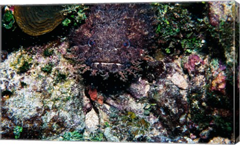 Framed High angle view of a toadfish Print