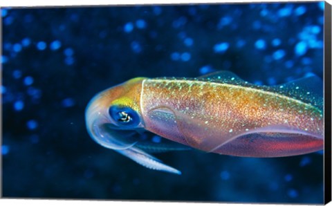 Framed Close-up of a squid swimming underwater Print