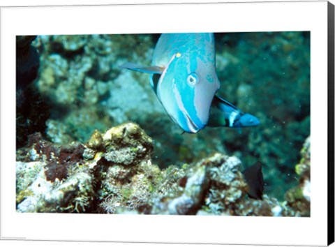 Framed Close-up of a Stoplight Parrotfish swimming underwater Print