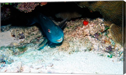 Framed Close-up of a parrotfish swimming underwater Print