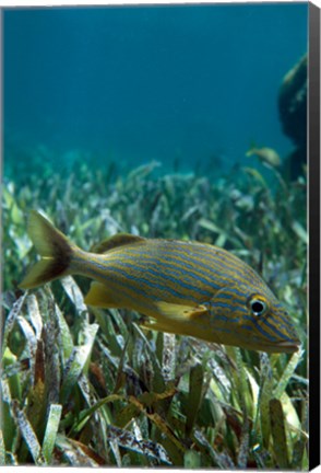 Framed Side profile of a Blue Striped Grunt swimming underwater Print