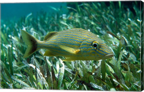 Framed Side profile of a Blue Striped Grunt Print