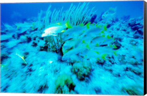 Framed School of French Grunts swimming underwater, Bonaire, Netherlands Antilles Print