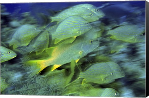Framed School of French Grunts swimming underwater, Bonaire, Netherlands Antilles Print
