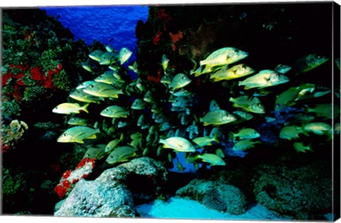Framed School of Blue Striped Grunts swimming underwater, Cozumel, Mexico Print