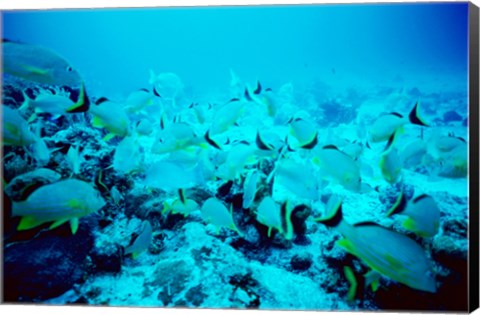 Framed School of Blue Striped Grunts swimming underwater, Belize Print