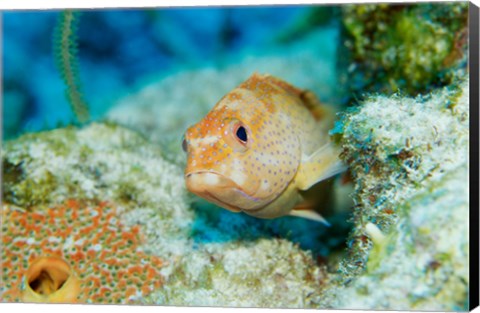 Framed Close-up of a juvenile grouper fish swimming underwater, Belize Print