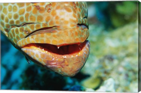 Framed Close-up of the mouth of a Juvenile Grouper, Belize Print