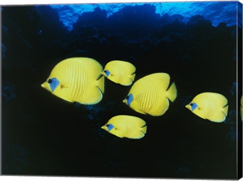 Framed Close-up of five Lemon Butterflyfish swimming underwater Print