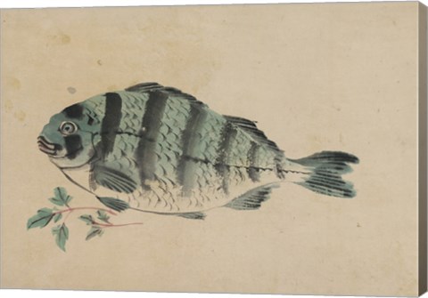Framed Fish Print