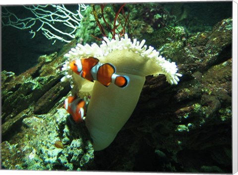 Framed Clown Fish Print