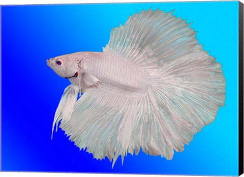 Framed White Betta Fish Print