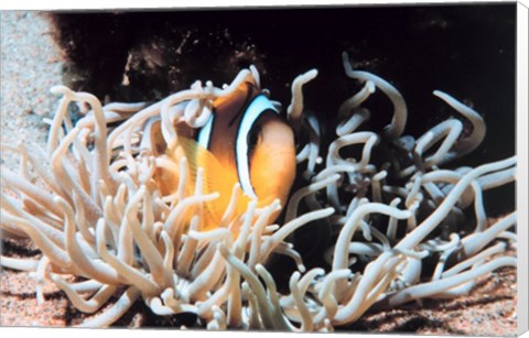 Framed Clown fish in coral reef Print