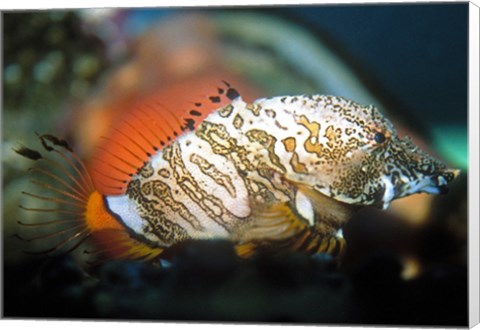 Framed Grunt Sculpin Print