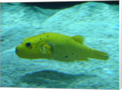 Framed Puffer Fish Print