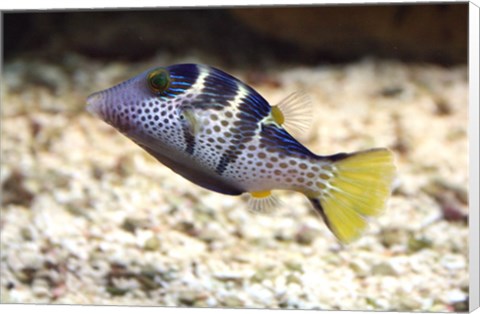 Framed Sharpnose Puffer Print