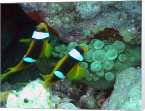 Framed islands clown fish Print