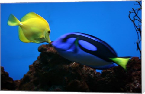 Framed Yellow Tang and Blue Tang Print