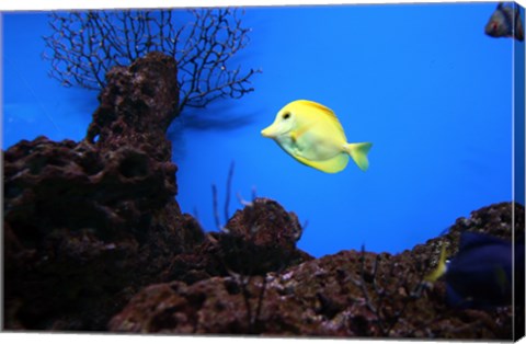 Framed YellowTang fish Print