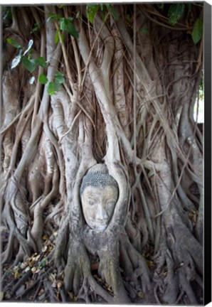 Framed Buddha Head in the Roots of a Tree Print