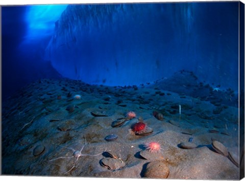 Framed Ice Wall and the Ocean Floor at Explorer's Cover Print