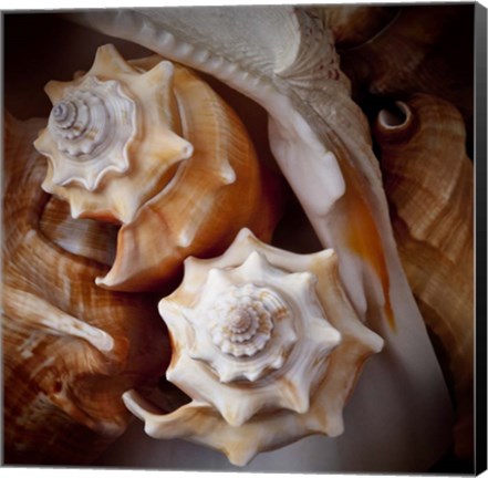 Framed Macro Shells III Print