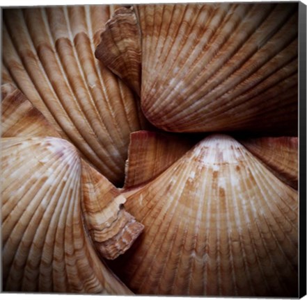 Framed Macro Shells VI Print