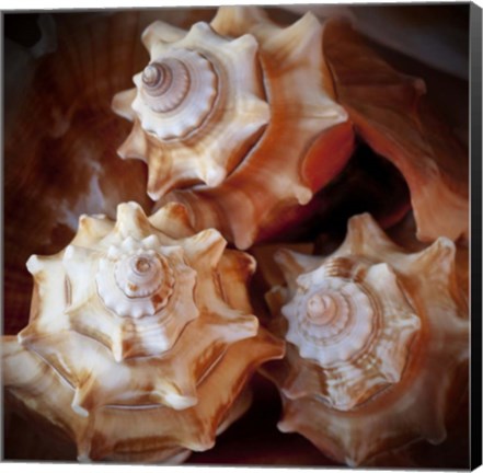 Framed Macro Shells VII Print