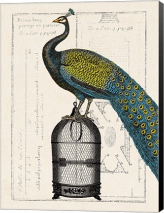 Framed Peacock Birdcage II Print